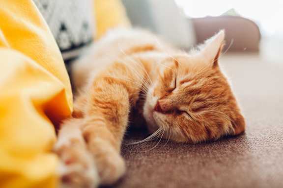 A ginger cat sleeping on a brown surface.