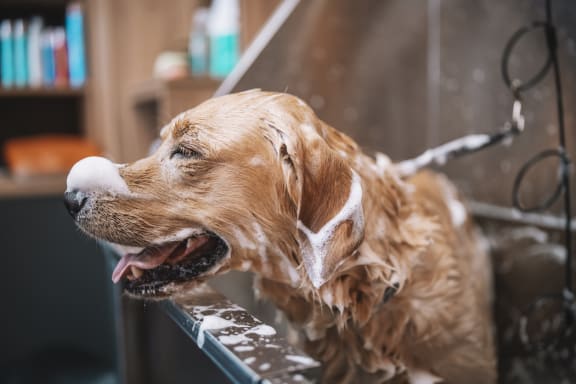 a dog getting a bath in a bathtub at TREO Apartments, Cleveland, Ohio