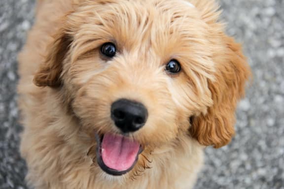 a small brown dog with its mouth open