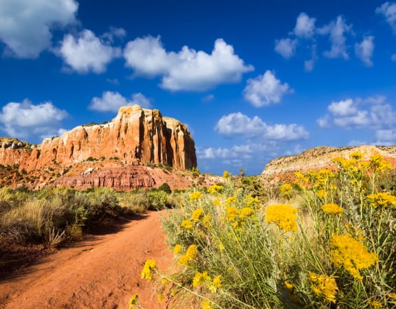 a dirt road through the desert with yellow flowers on the side of the road
