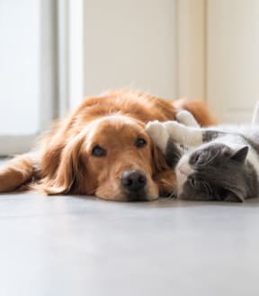 a dog and a cat laying next to each other on the floor