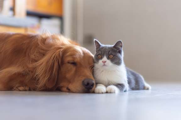 cat and a dog are lying down at Life At Agora, Cleveland, 44103