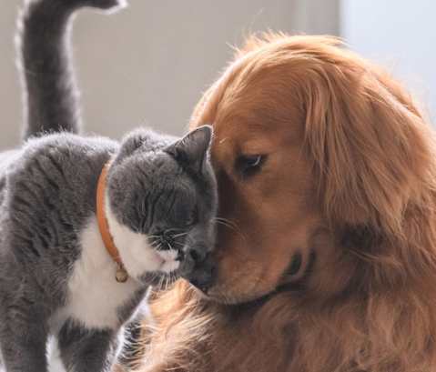 Pet Friendly at Convent Gardens Apartments, St. Louis, MO