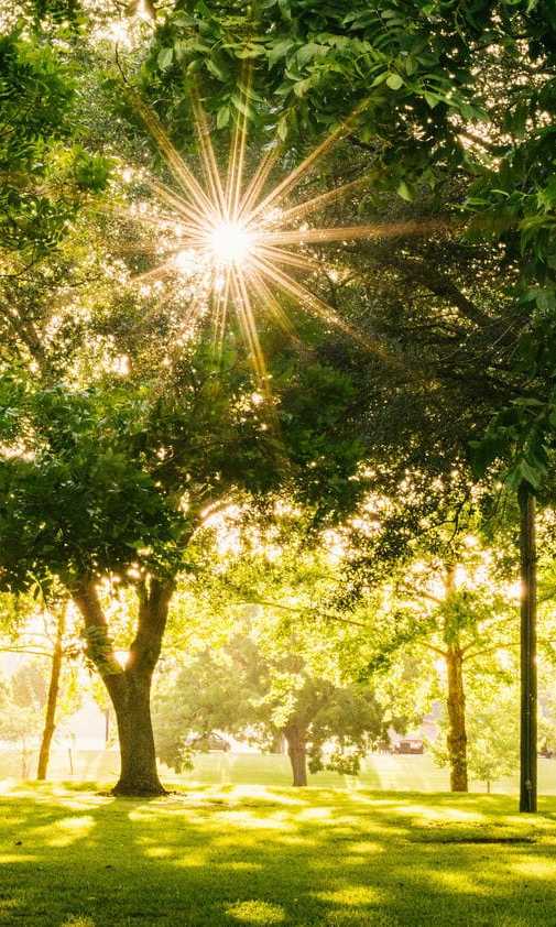 The sun is shining through the trees in a park.