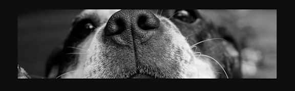 a black and white photo of a dog