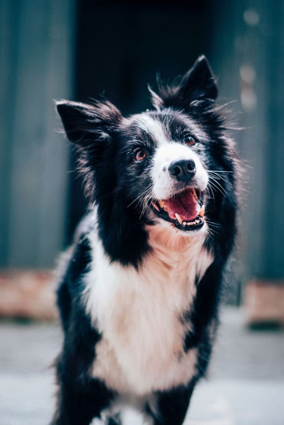 a black and white dog with its mouth open
