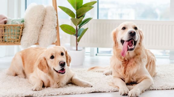 Pet friendly apartments at The Marc in Palm Beach Gardens, Florida
