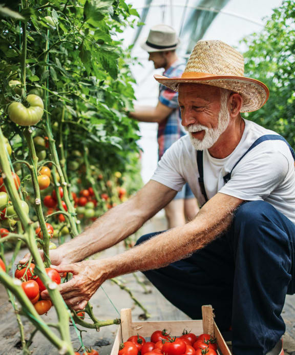 a man picking tomatoes in a greenhouse