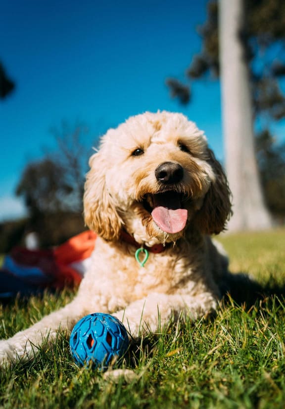 a woman and her dog laying on the grass