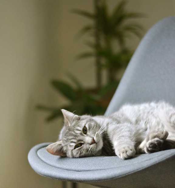Cat relaxing on a chair at Hendrix Apartments, California