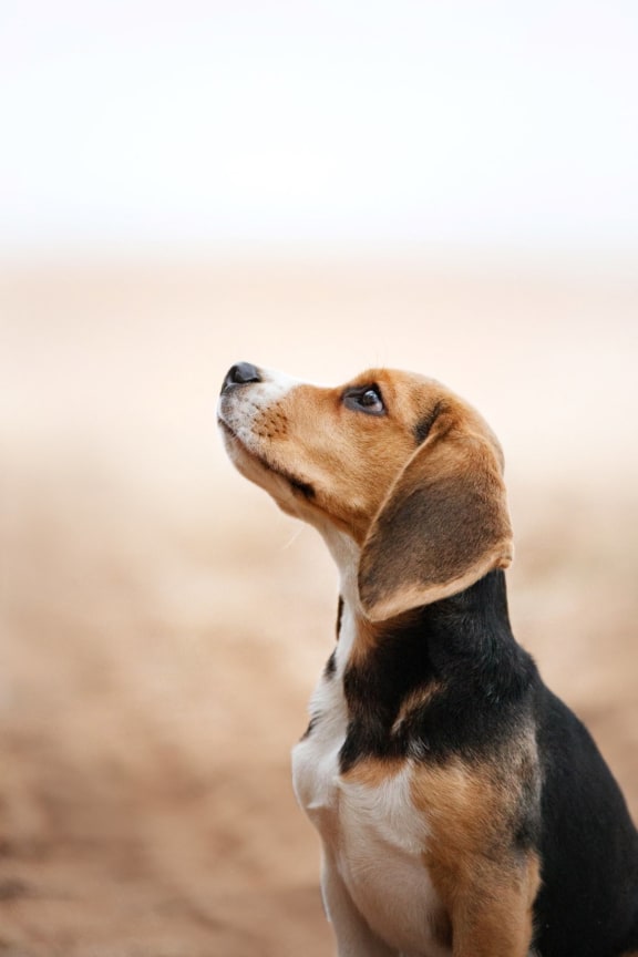 Cute Dog Sitting Outside Looking Up