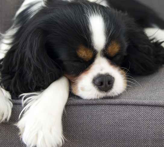 a black and white dog sleeping on a couch