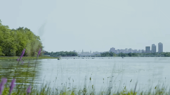 A body of water with a city skyline in the background and purple flowers in the foreground.