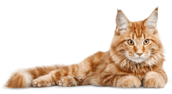 A ginger cat with a white face and chest is lying down.
