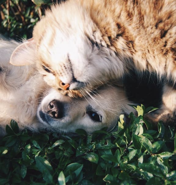 a dog and a cat playing in the grass