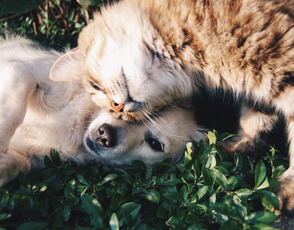 a dog and a cat playing in the grass