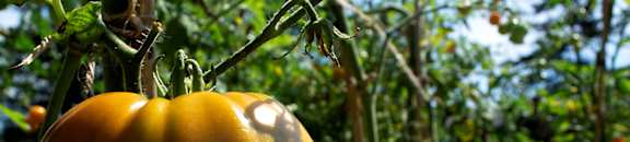 community garden