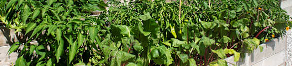 community garden