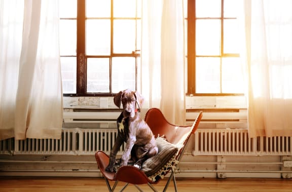 Pet-Friendly Apartments at Azul Baldwin Park, Orlando, 32814