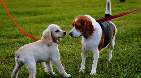 two dogs on a leash in the grass