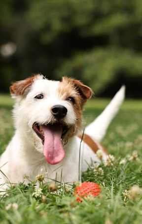A small white and brown dog at Spring Woods Apartments, Salem, Oregon