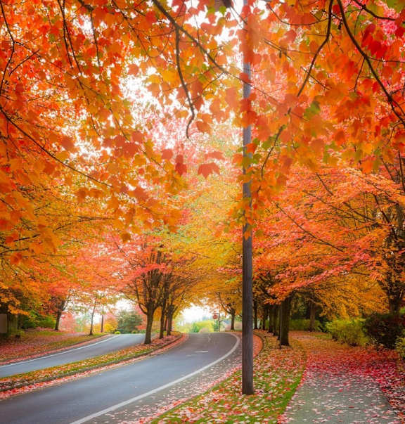 Maple trees at Kinline, Beaverton, Oregon