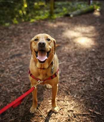A happy dog is standing on a red leash in a wooded area.