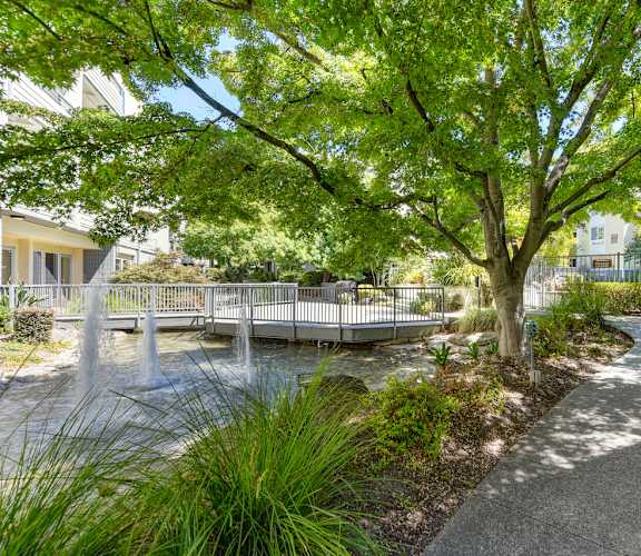 A mature shade tree near on-site pond with fountain features and a bridge at The Retreat at Walnut Creek, Walnut Creek