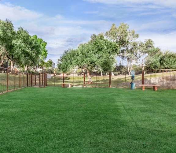 A green lawn with a fence and trees in the background.