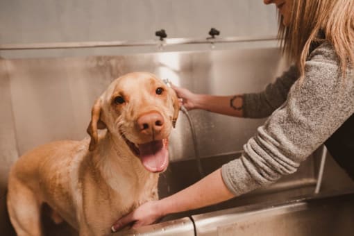 Adorable Dog Getting Bath