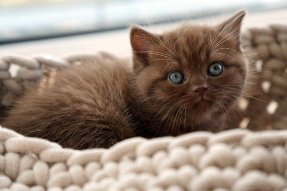 a brown kitten laying on top of a cat bed