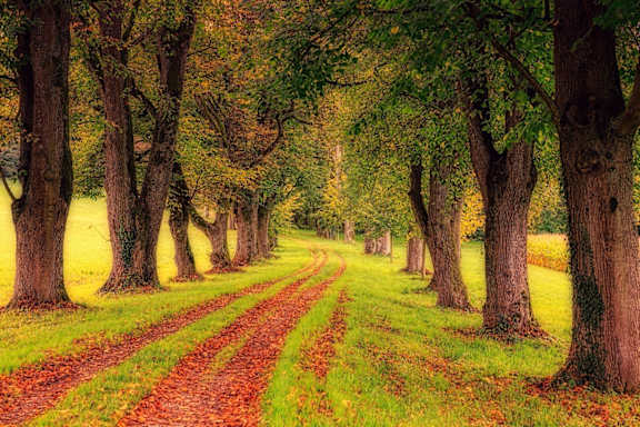 a dirt road through a forest with trees at Edgemont Apartments, PRG Real Estate, Greenville, 29615