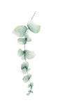 A green plant with leaves hanging down is displayed against a black background.