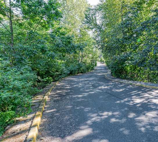 a road with trees on the side of it