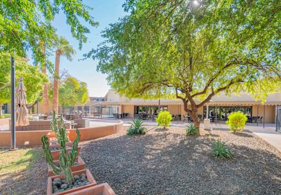 Courtyard with a tree at Palazzo Senior Apartments - 55+ Active Adult Apartments, Arizona, 85015