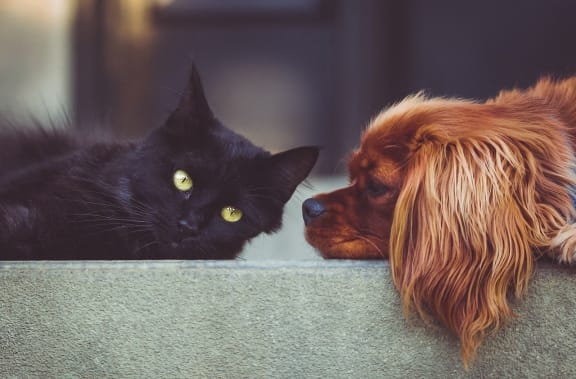 Cat And A Dog at Woodbriar Management, LLC, Tucker, GA, 30084