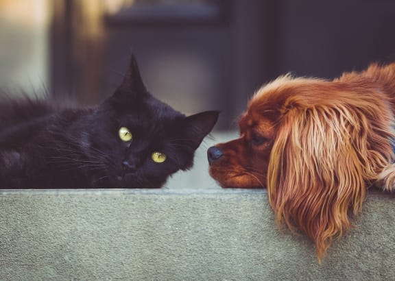a dog and a cat laying next to each other