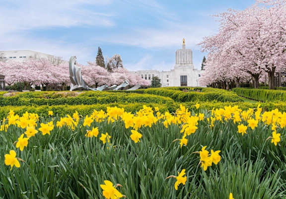 A field of yellow flowers in front of a white building with a golden dome.