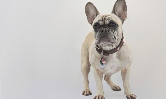 Pet Friendly Community at Galbraith Pointe Apartments and Townhomes*, Cincinnati, 45231