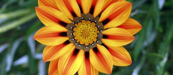 an orange and yellow flower on a green plant