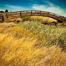 a wooden bridge over a field of tall grass