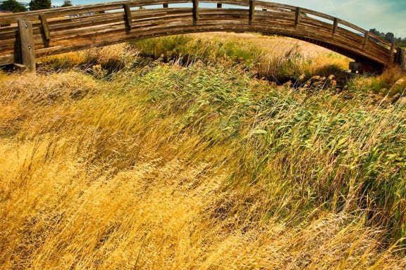 a wooden bridge over a field of tall grass