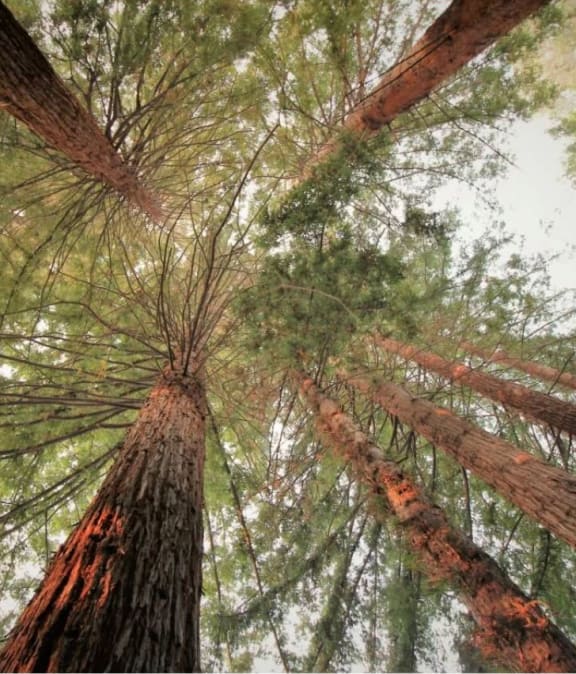 a group of redwoods with the sky in the background