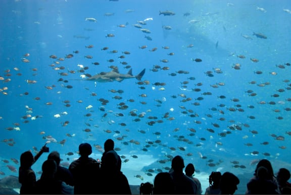 A group of people are looking at a large aquarium full of fish.