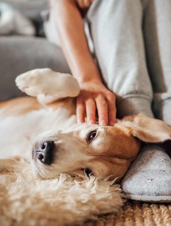 Dog Friendly at Commons At Waters Edge, Columbus, 43232
