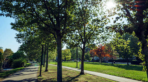 A tree-lined path in a park with the sun shining through the leaves.