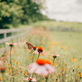 A butterfly is on a flower in a field.