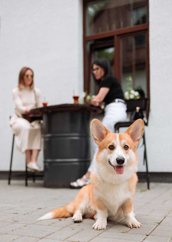 A dog sitting on the ground in front of a woman and a man.