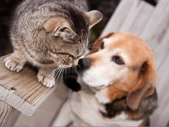 a cat and a dog looking at each other on a bench