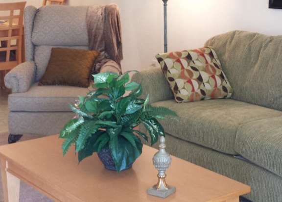 A green plant sits on a table in front of a couch.